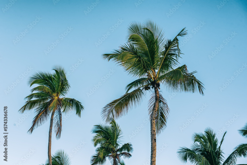 Fototapeta premium Palm trees and sky