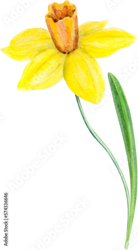 Hand Drawn Watercolor Spring Flower Narcissus