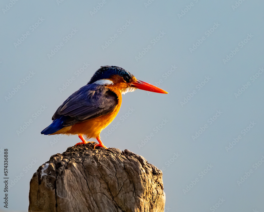 Fototapeta premium Birdwatching in The Gambia , Africa