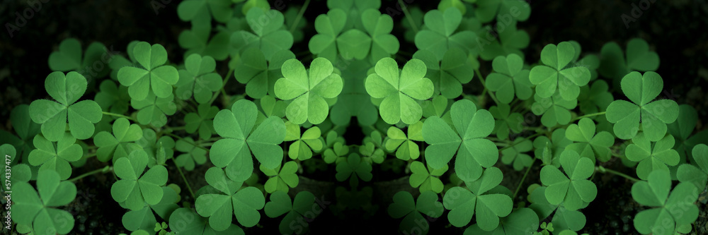 Green background with three-leaved shamrocks, Lucky Irish Four Leaf Clover in the Field for St. Patricks Day holiday symbol. with three-leaved shamrocks, St. Patrick's day holiday symbol, earth day. Green background with three-leaved shamrocks, Lucky Irish Four Leaf Clover in the Field for St. Patricks Day holiday symbol. with three-leaved shamrocks, St. Patrick's day holiday symbol, earth day.