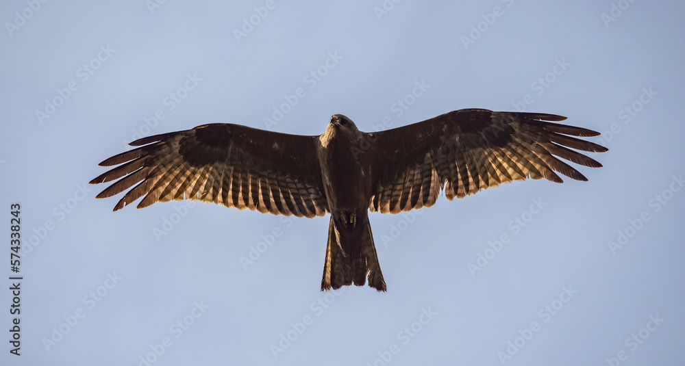 Fototapeta premium Birdwatching in The Gambia , Africa