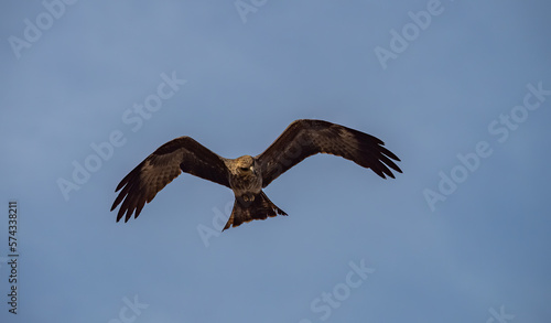 Birdwatching in The Gambia   Africa