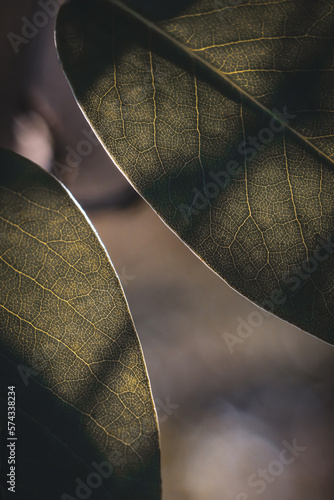 Leaf veins