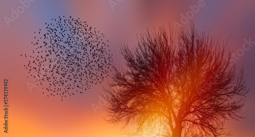 Silhouette of birds flying over lone dead tree at sunset