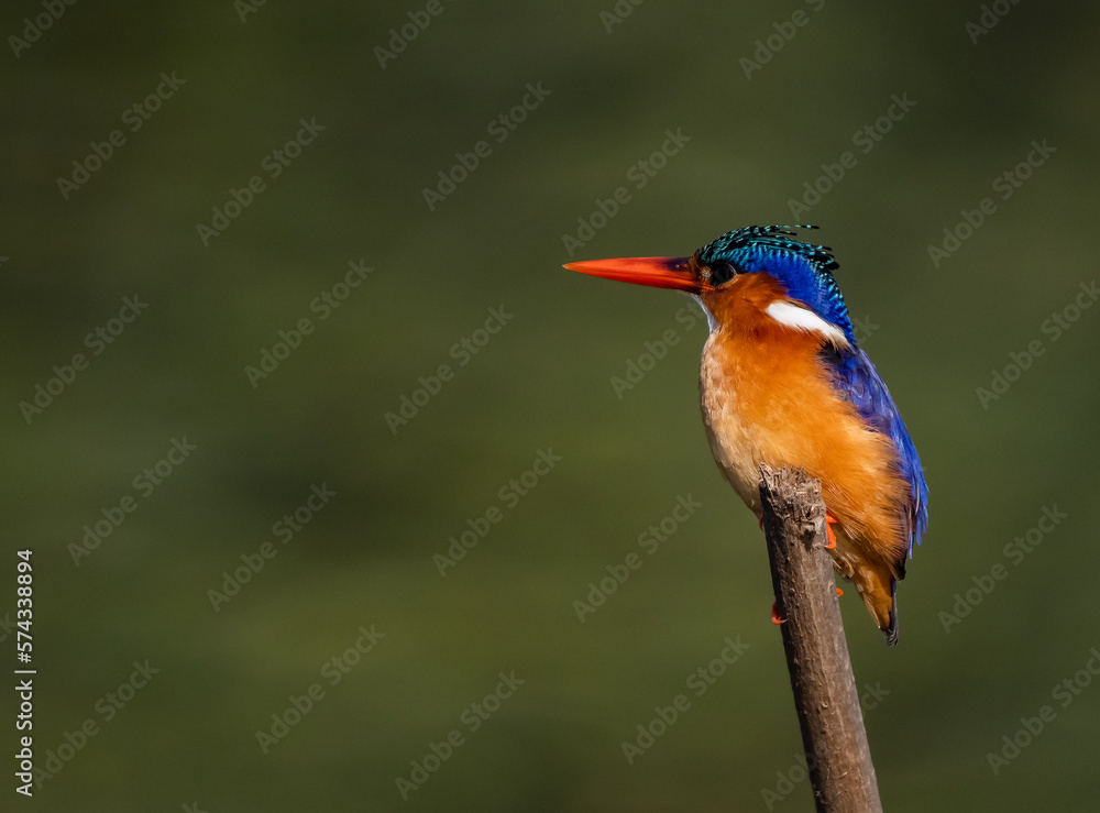 Fototapeta premium Birdwatching in The Gambia , Africa