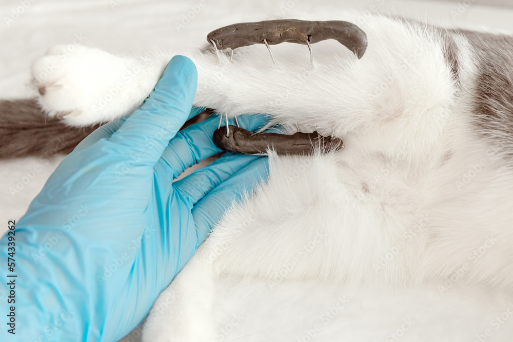 Cat's paws in the veterinarian's hands. Cat in a veterinary clinic