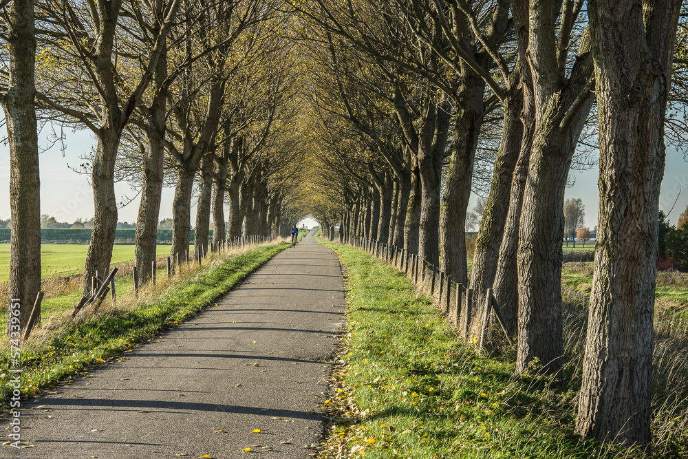 biking road with trees and bikers on a dike on the former island Goeree Overflakkee on a sunny day in autumn