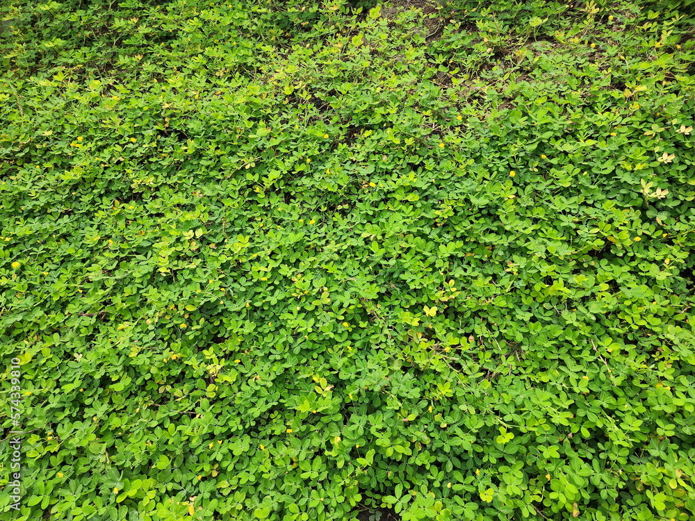 Fresh small green leaves of Arachis, Pinto peanut growing in the garden. Scientific name: Arachis pintoi, commonly planted as a ground cover instead of other grasses. Small herbaceous plant,
Fresh small green leaves of Arachis, Pinto peanut growing in the garden. Scientific name: Arachis pintoi, commonly planted as a ground cover instead of other grasses. Small herbaceous plant,