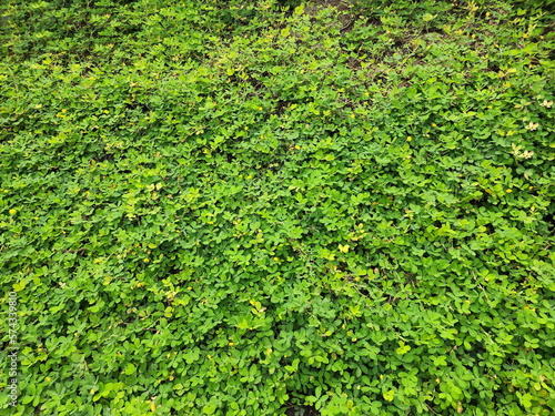 Obraz na plátně Fresh small green leaves of Arachis, Pinto peanut growing in the garden