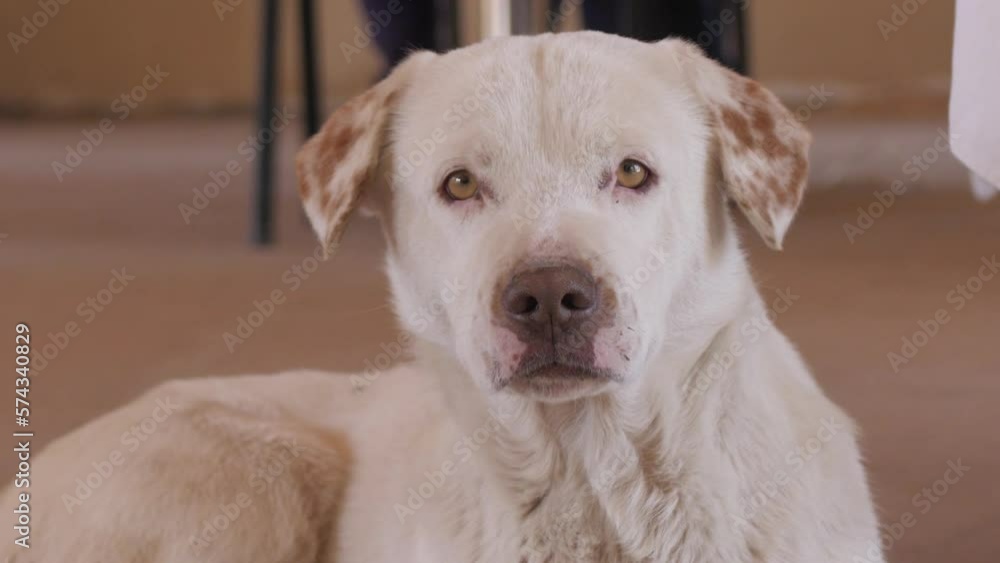 perro blanco mira a cámara perro blanco mira a cámara