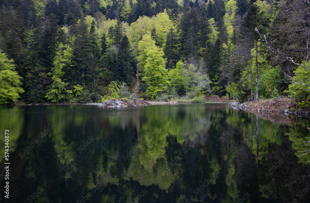 forêt au printemps au bord d'un lac avec reflet