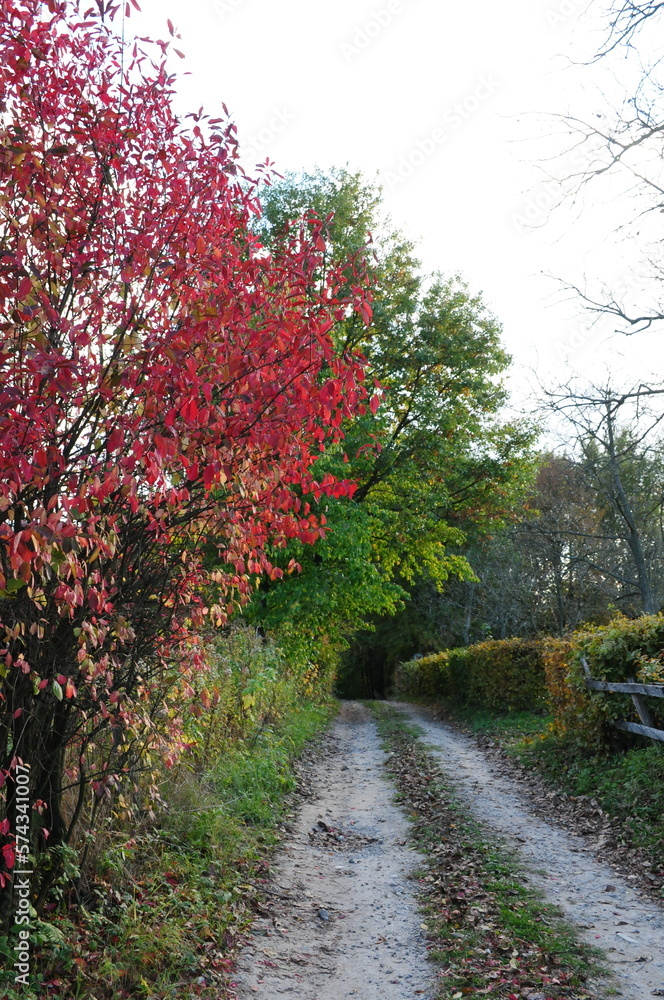 Naklejka premium Droga z żywopłotem i drzewami