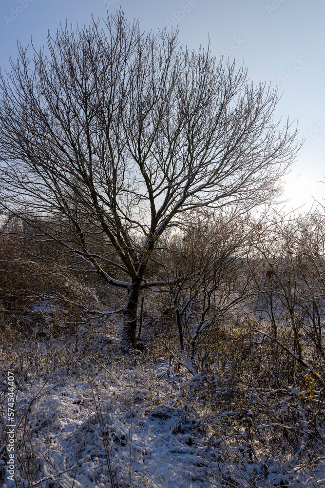 Bare deciduous trees in the forest in winter Bare deciduous trees in the forest in winter