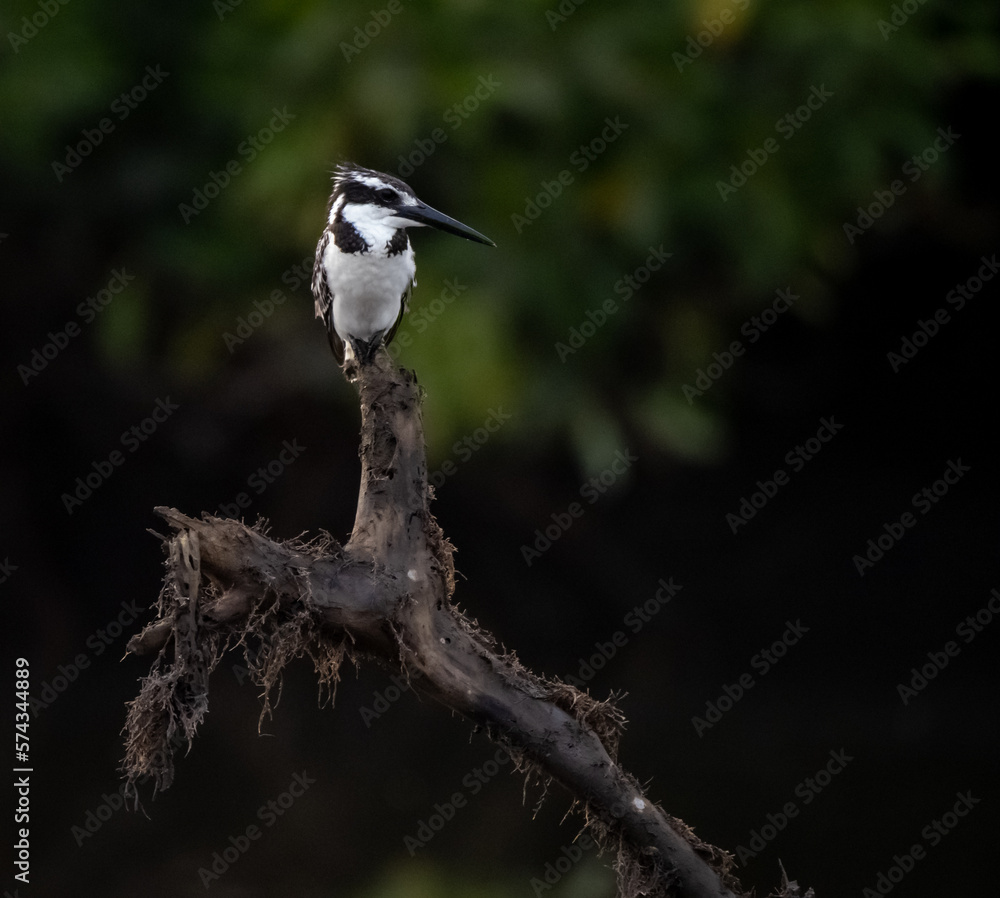 Birdwatching in The Gambia , Africa Birdwatching in The Gambia , Africa