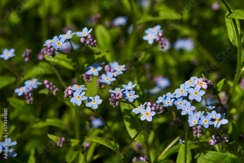 delicate forget-me-not flowers on bright green grass. small blue color. beautiful spring background