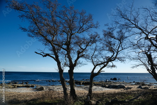Trees at baltic sea beach