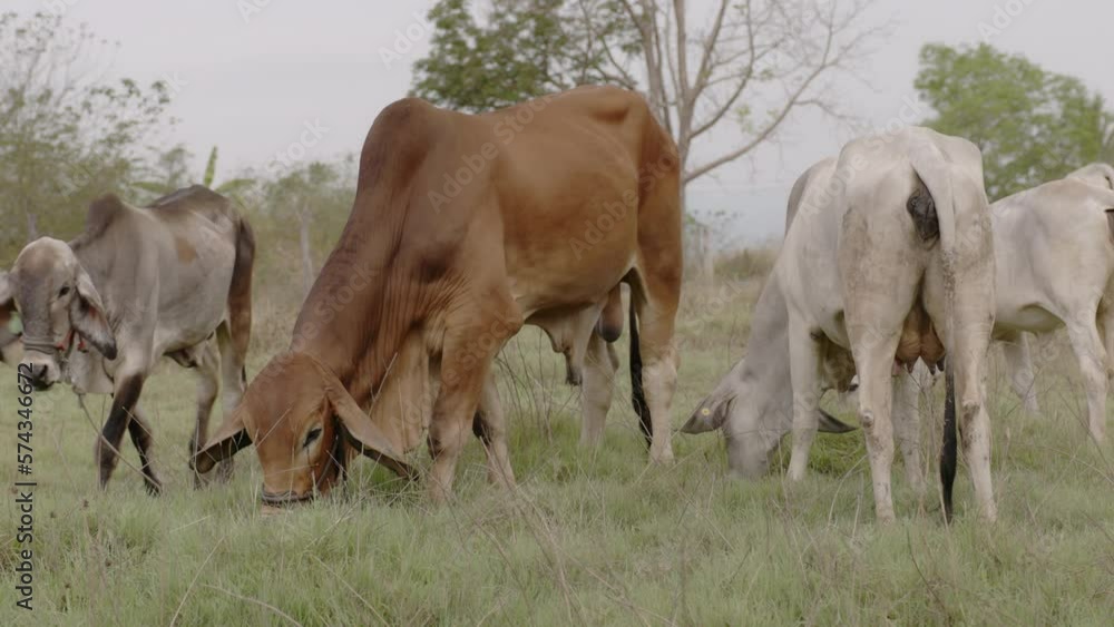 Brahman Cattle Farming Industry in Asia.Cows are eating grass in the open farm. Brahman Cattle Farming Industry in Asia.Cows are eating grass in the open farm.