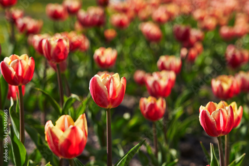 Colorful panoramic flowerbed with red, yellow tulips, spring flower garden