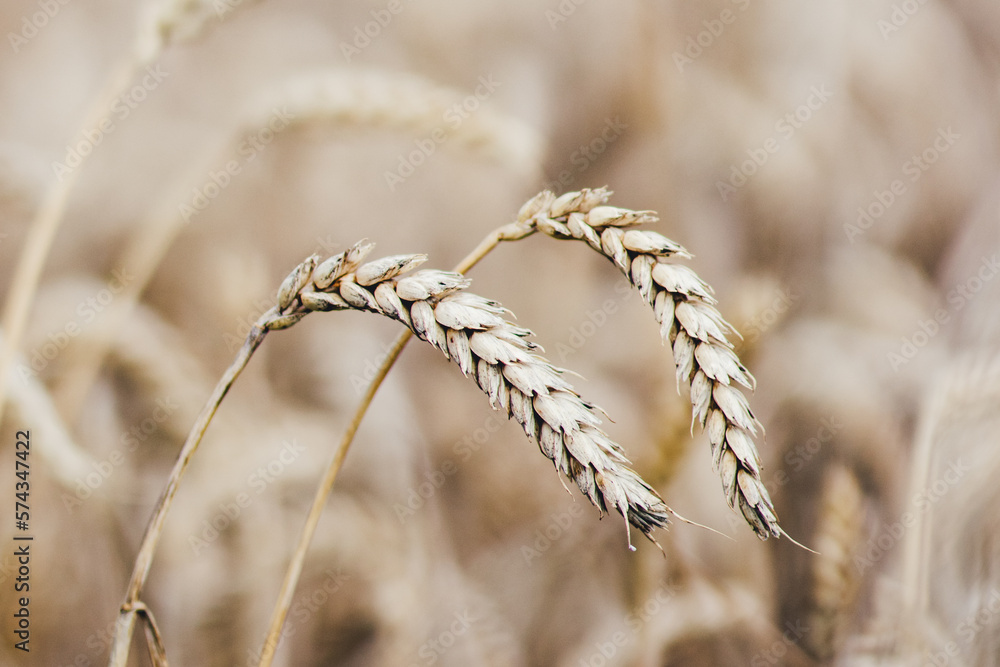 grain grain