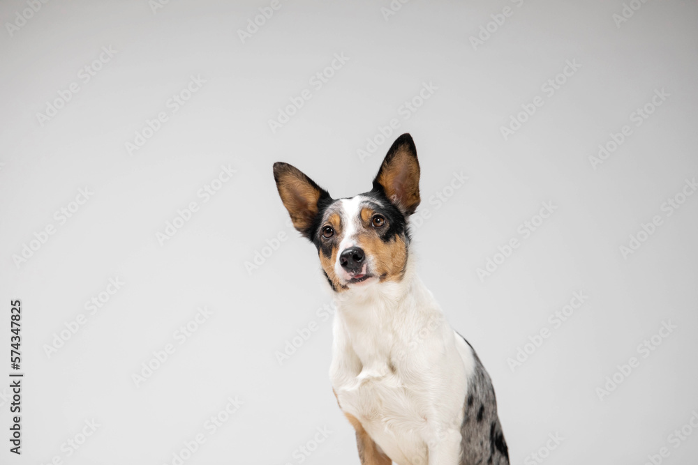 Border collie dog breed on white background in studio. Pet training, cute dog, smart dog