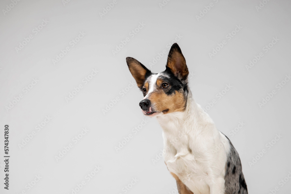 Border collie dog breed on white background in studio. Pet training, cute dog, smart dog