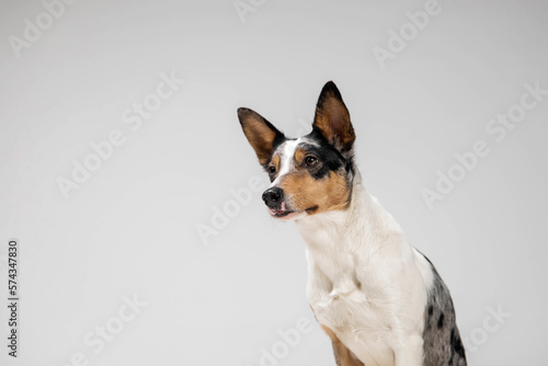 Border collie dog breed on white background in studio. Pet training, cute dog, smart dog © OlgaOvcharenko