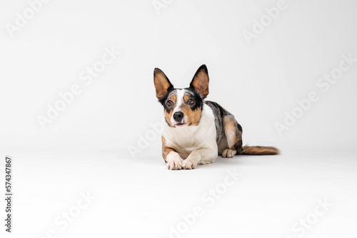 Border collie dog breed on white background in studi. Pet training, cute dog, smart dog © OlgaOvcharenko