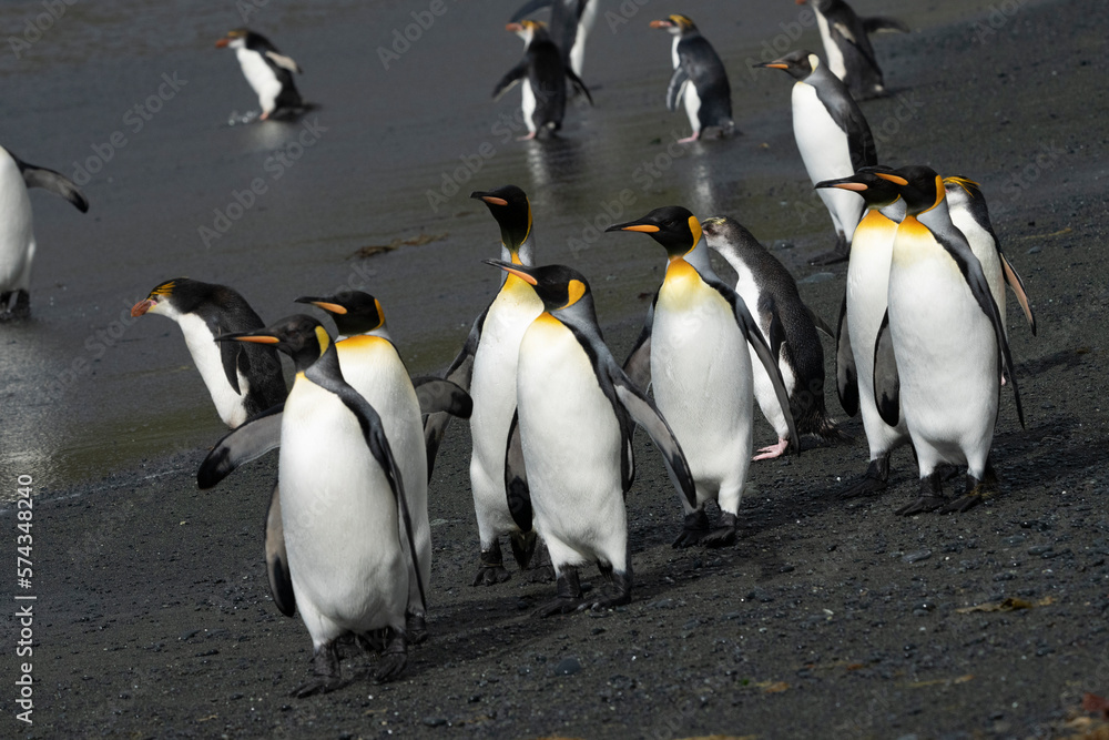 Obraz premium Group of king penguins