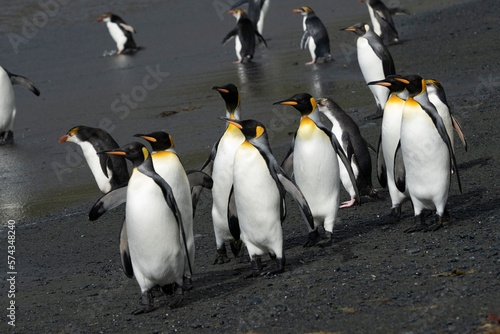 Group of king penguins