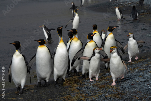 Group of ging penguins