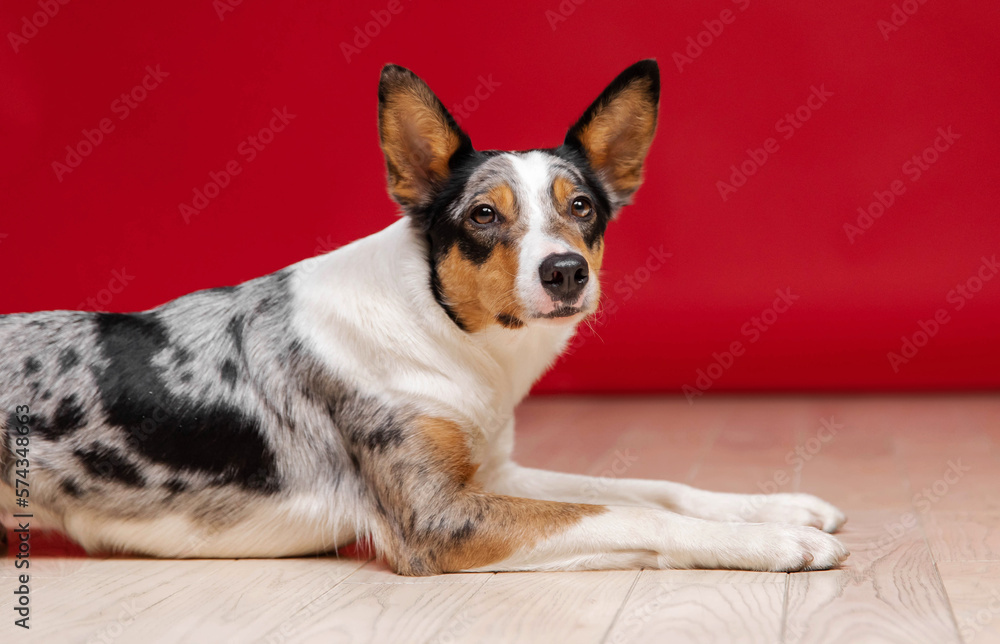 custom made wallpaper toronto digitalBorder collie dog breed on red background. Pet training, cute dog, smart dog. Funny dog