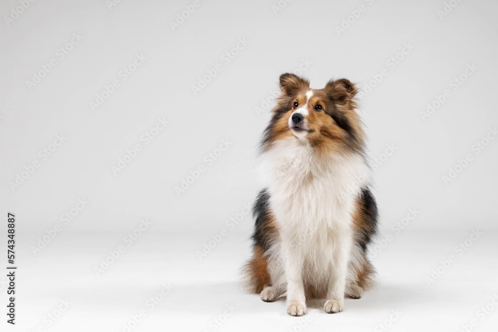 Shetland sheepdog breed on white background in studio. Sheltie dog. Pet training, cute dog, smart dog