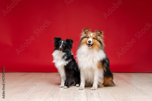 Two Shetland sheepdog breed on red background in studio. Sheltie dog. Pet training, cute dog, smart dog
