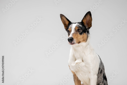 Fototapeta Naklejka Na Ścianę i Meble -  Border collie dog breed on white background in studi. Pet training, cute dog, smart dog