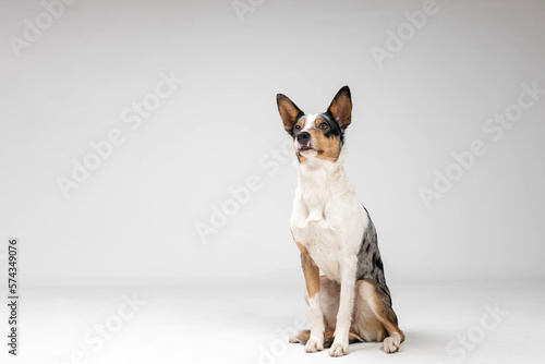 Border collie dog breed on white background in studi. Pet training, cute dog, smart dog