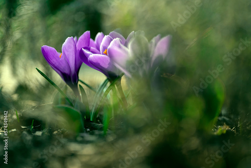 Kwitnące fioletowe krokusy © Magda
