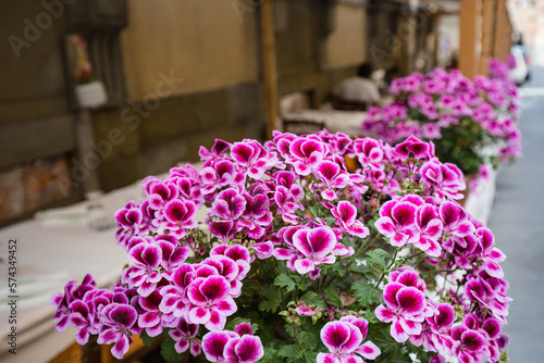 Pelargonium grandiflorum - purple pink white ornamental flower