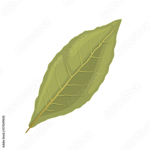 bay leaf spice cartoon vector illustration color sign