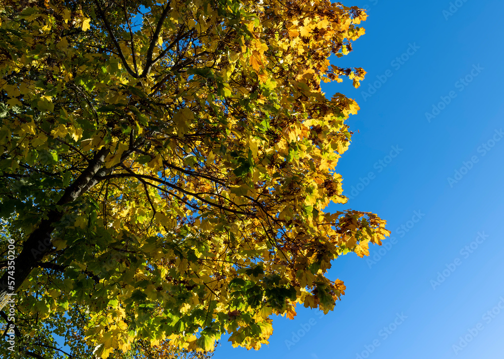 Deciduous trees in the autumn season with colorful foliage Deciduous trees in the autumn season with colorful foliage