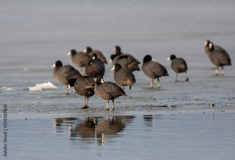 waterfowl resting in the water, Eurasian Coot, Fulica atra waterfowl resting in the water, Eurasian Coot, Fulica atra