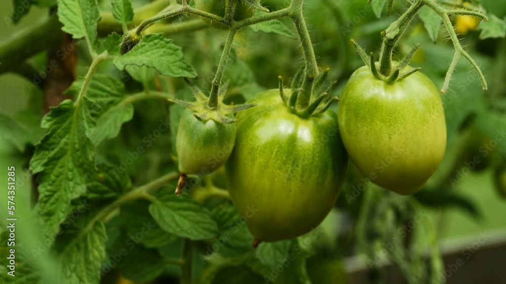 green tomatoes ripen on branches in a greenhouse, horticulture theme green tomatoes ripen on branches in a greenhouse, horticulture theme