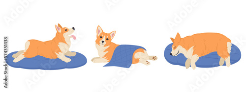 Cartoon corgi dog. Cute resting and sleeping corgi pet  happy domestic pedigree puppy flat vector illustration set