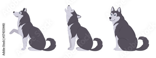 Fototapeta Naklejka Na Ścianę i Meble -  Cartoon husky. Domestic husky puppy, cute playing, sitting and howling huskies flat vector illustration set