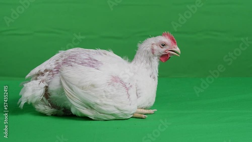 White Rooster in poultry farm on green screen.