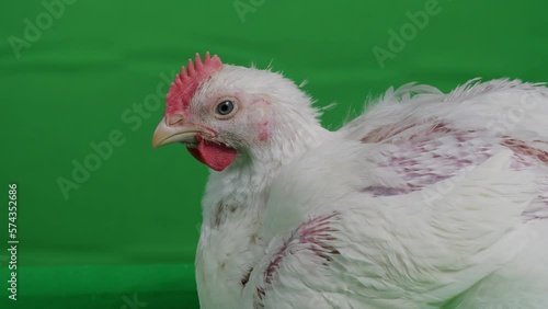 Close up head shot Chicken on green screen.