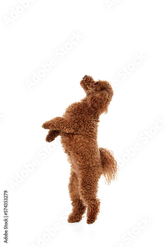 Cute red-brown poodle dog posing over white studio background. Pet looks happy, healthy and groomed. Concept of animal care, vet, fashion, ad