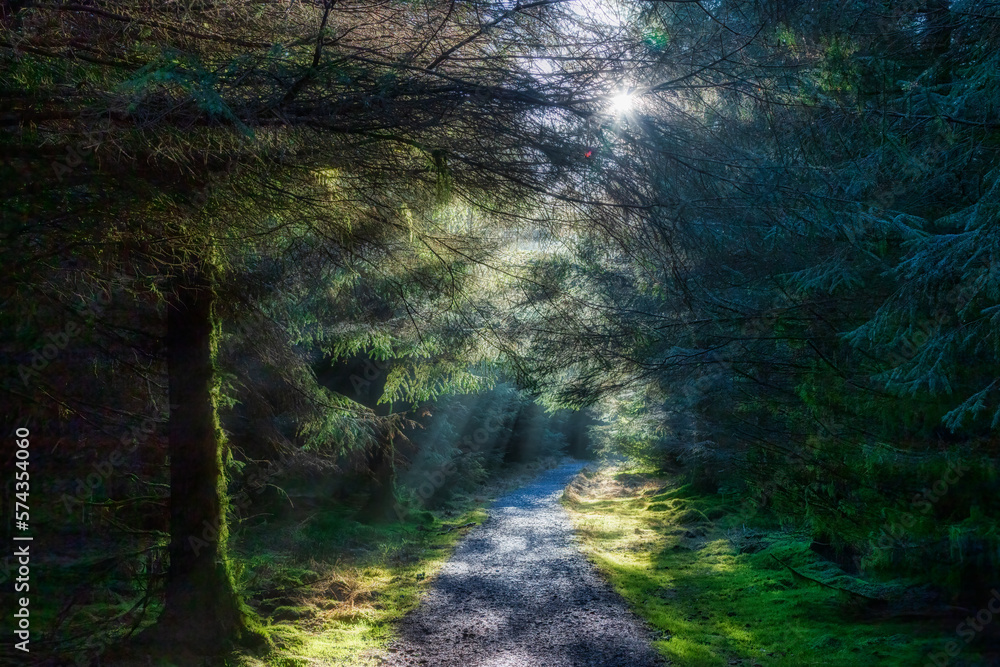 Obraz premium Forest Sunrise