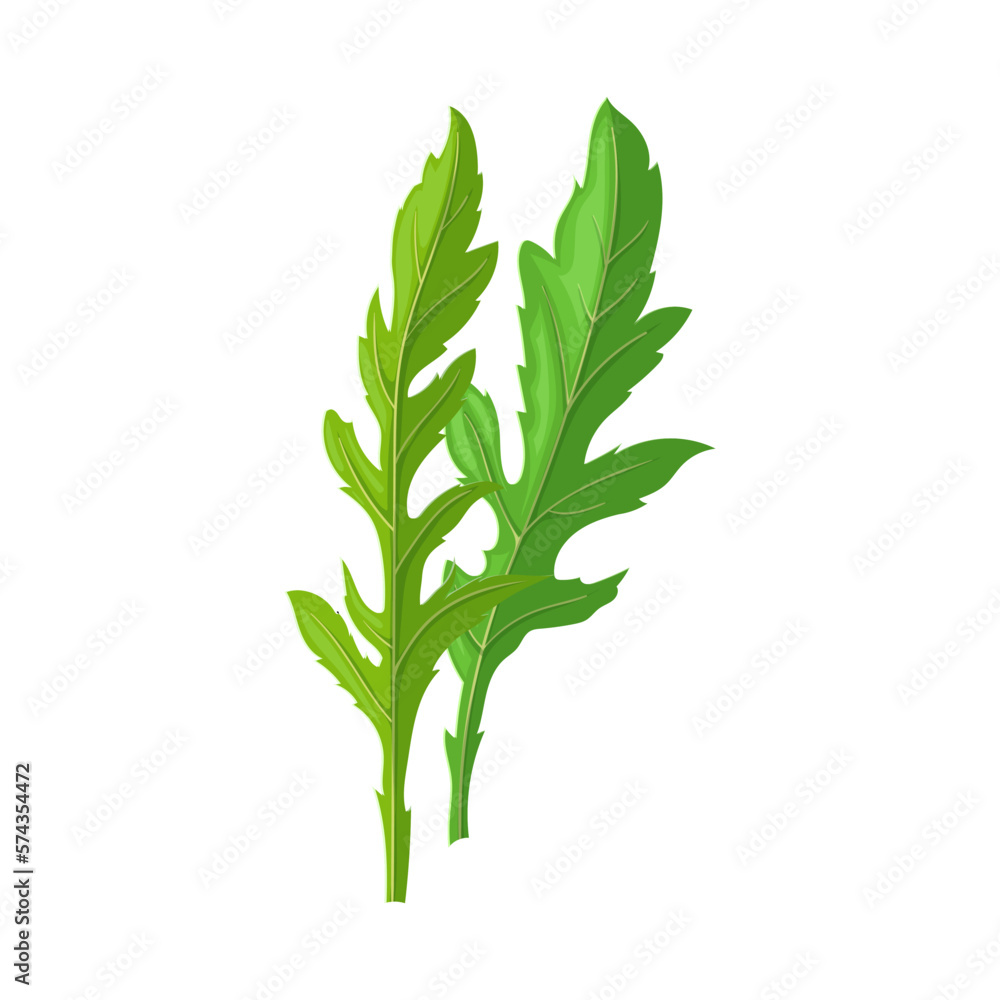 Obraz premium arugula vegetable cartoon vector illustration color sign