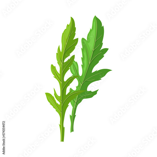 arugula vegetable cartoon vector illustration color sign