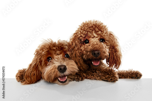 Photography Two cute sweet red-brown poodles, liitle dogs posing isolated over white studio background